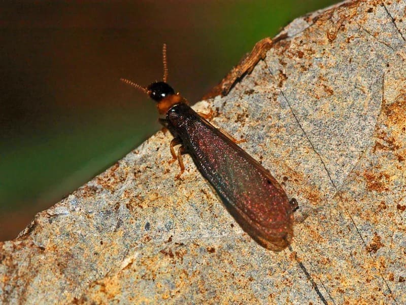 Kalotermes flavicollis especie