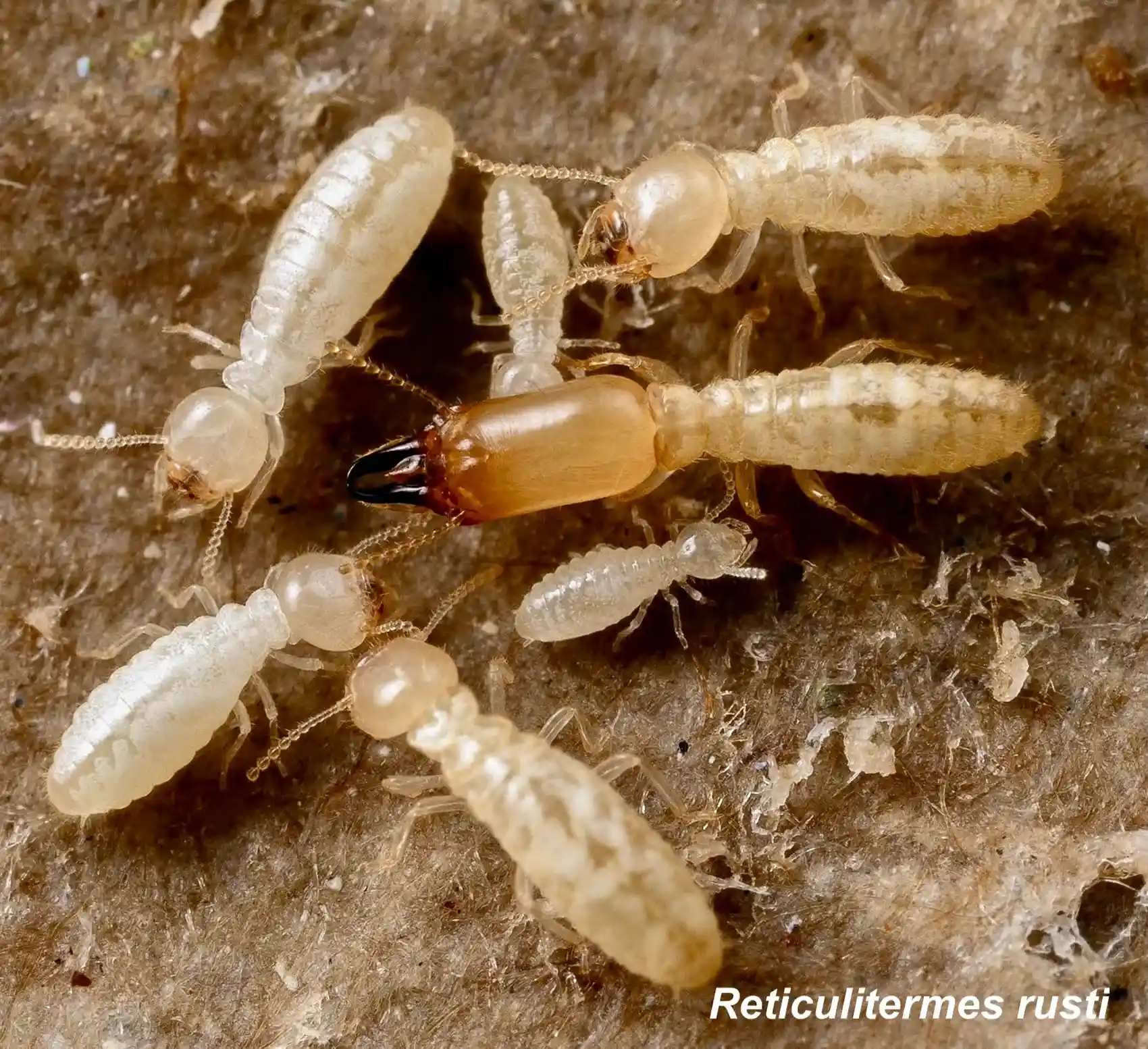 Reticulitermes grassei especie_11zon
