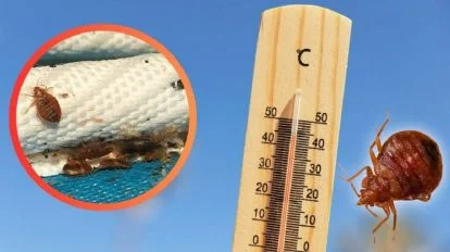 calor eliminar chinches