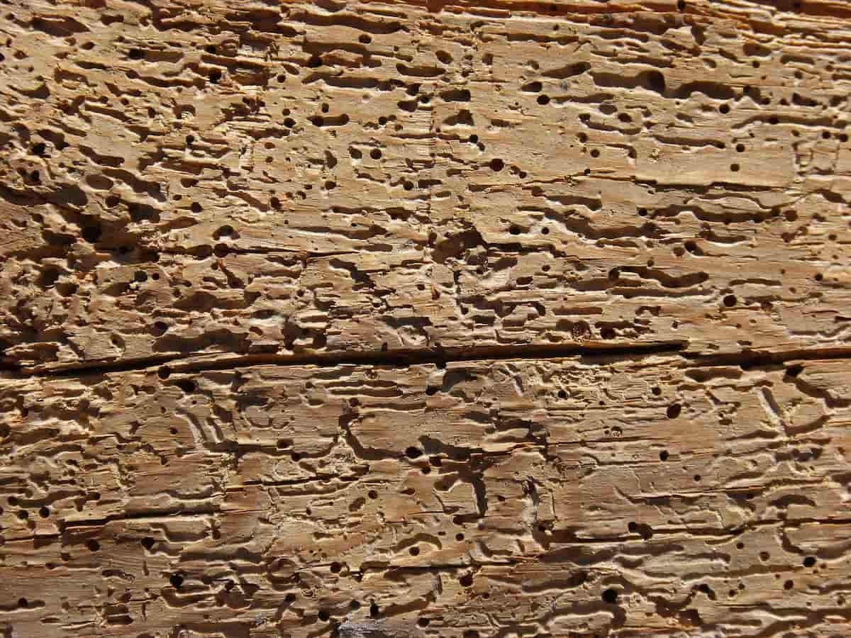 Bichos de la madera, ¿qué son y cómo eliminarlos? 2 carcoma madera bichos rayokill