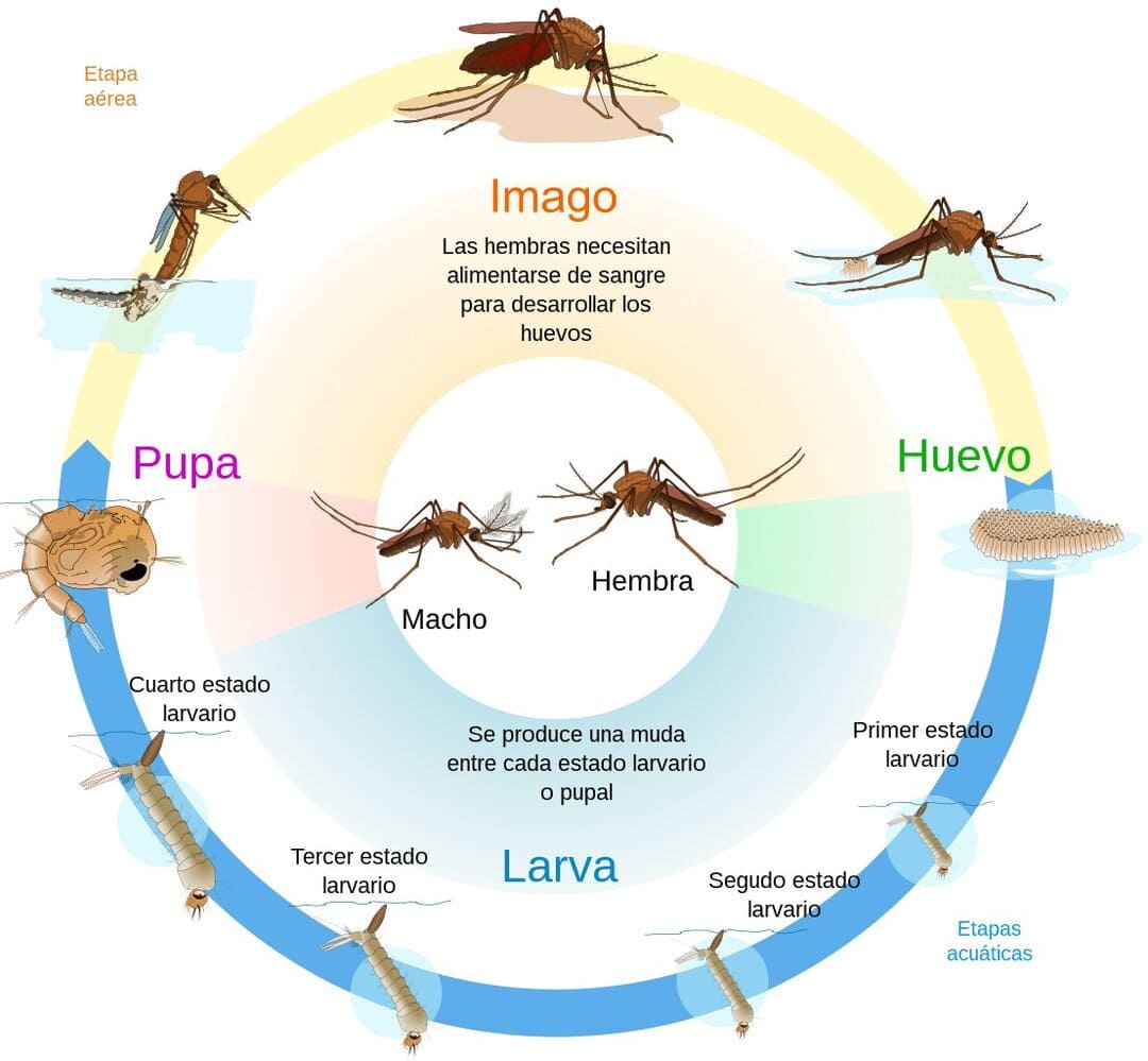 ciclo de vida de los mosquitos