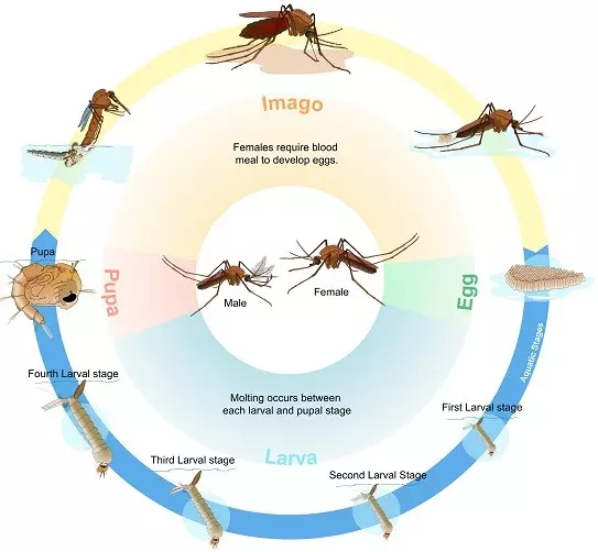 ciclo de vida de los mosquitos