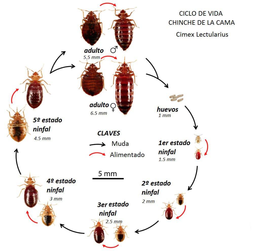 ciclo vida chinches- como eliminarlas