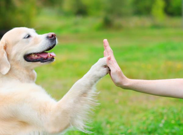 como detectan los perros las chinches