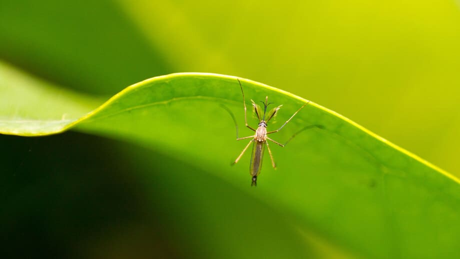 como evitar mosquitos en el jardin