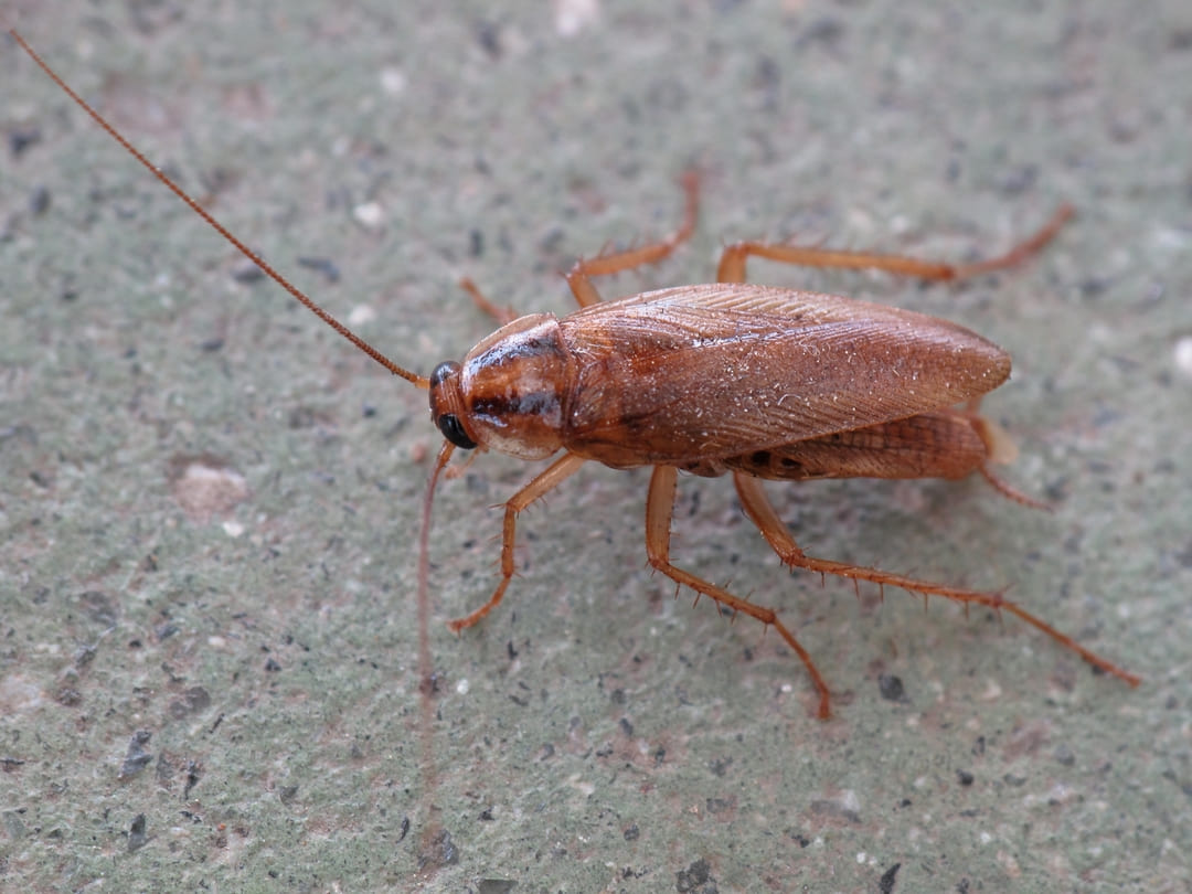 cucaracha-alemana-comun en españa
