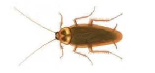 cucaracha americana tipologia