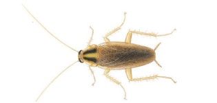 cucaracha-germanica