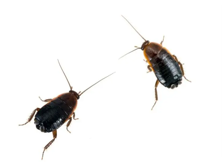 cucaracha oriental comportamiento