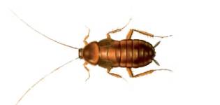 cucaracha oriental