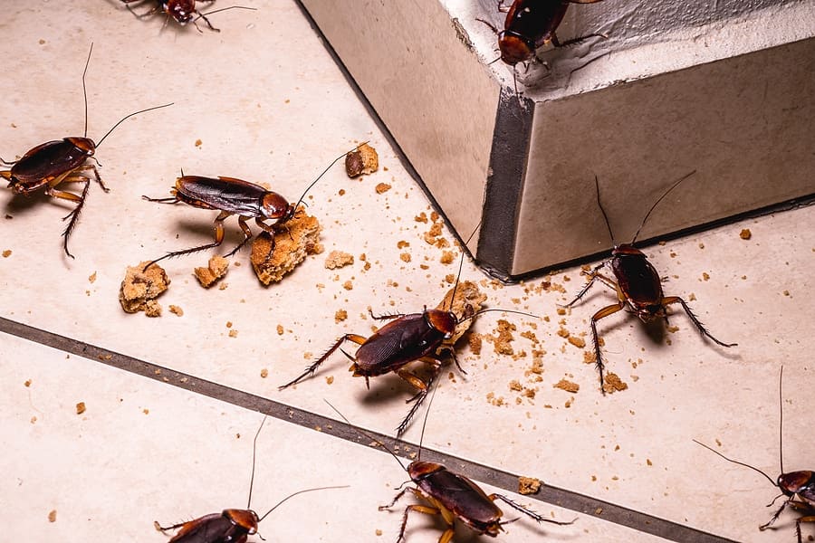 cucarachas en casa como evitarlas