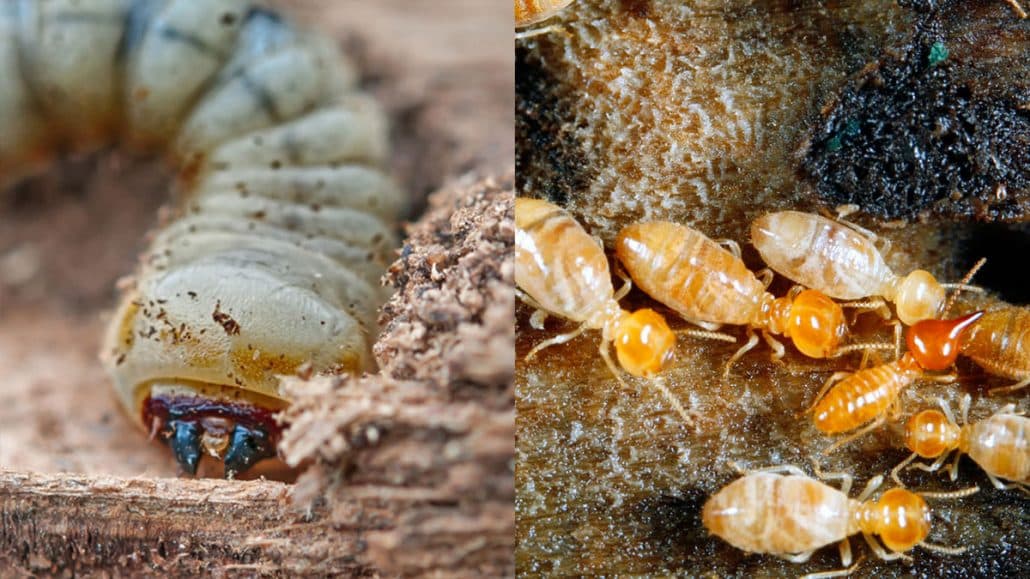 diferencia-entre-termitas-carcoma-1030x579