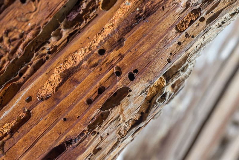 diferencias agujeros en la madera carcoma y termitas