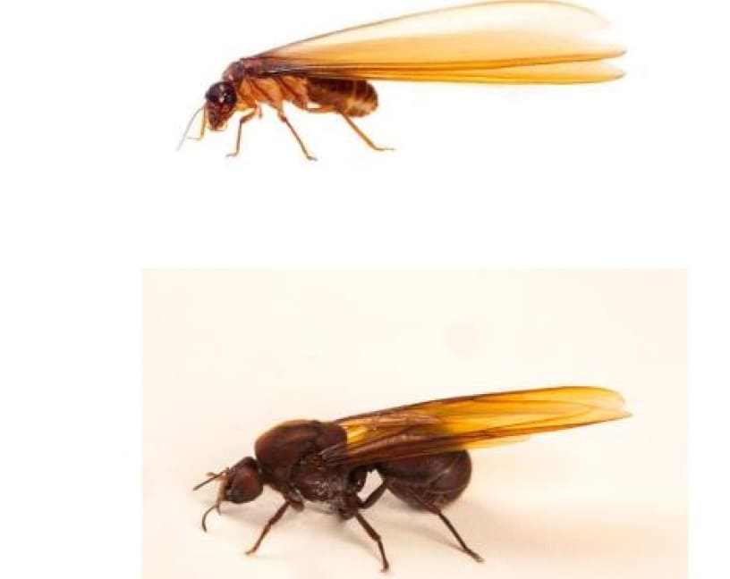 diferencias entre hormigas aladas y termitas aladas