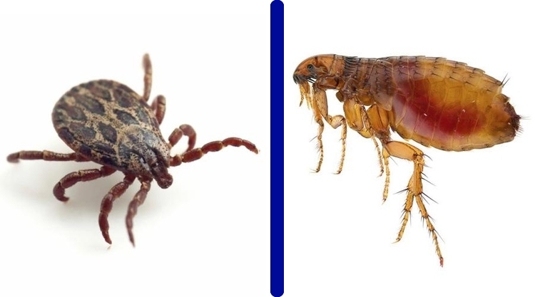 diferencias entre pulga y chinches