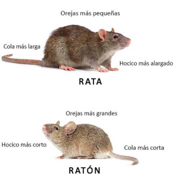 diferencias fisicas entre ratas-ratones