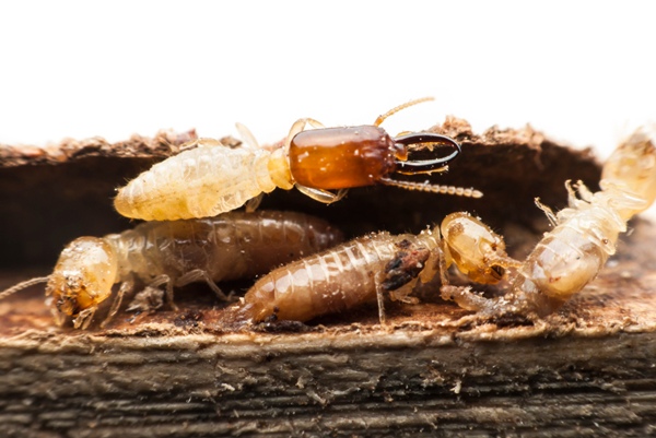 digestion celulosa termitas