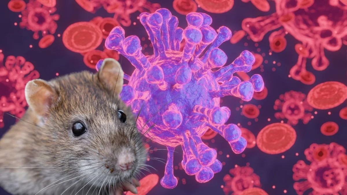 enfermedades que transmiten las ratas