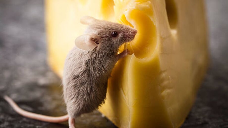 es-cierto-que-a-los-ratones-les-gusta-el-queso