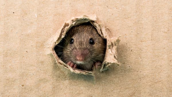 escondite ratas