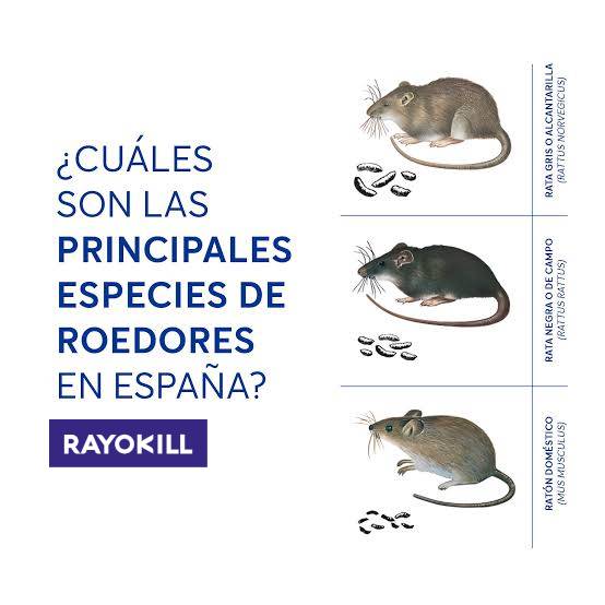 especies de roedores españa
