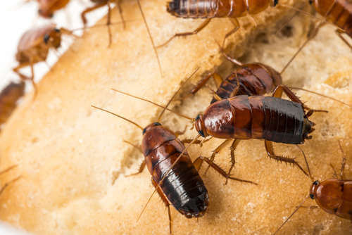 evitar cucarachas por la comida
