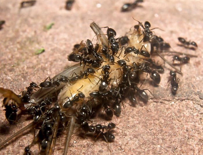 hormigas comiendose otro insecto