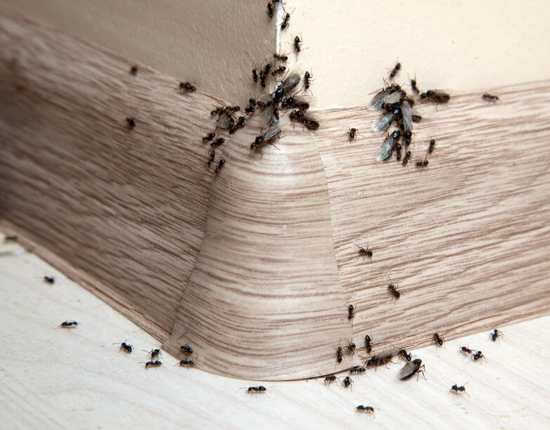 hormigas en casa especie