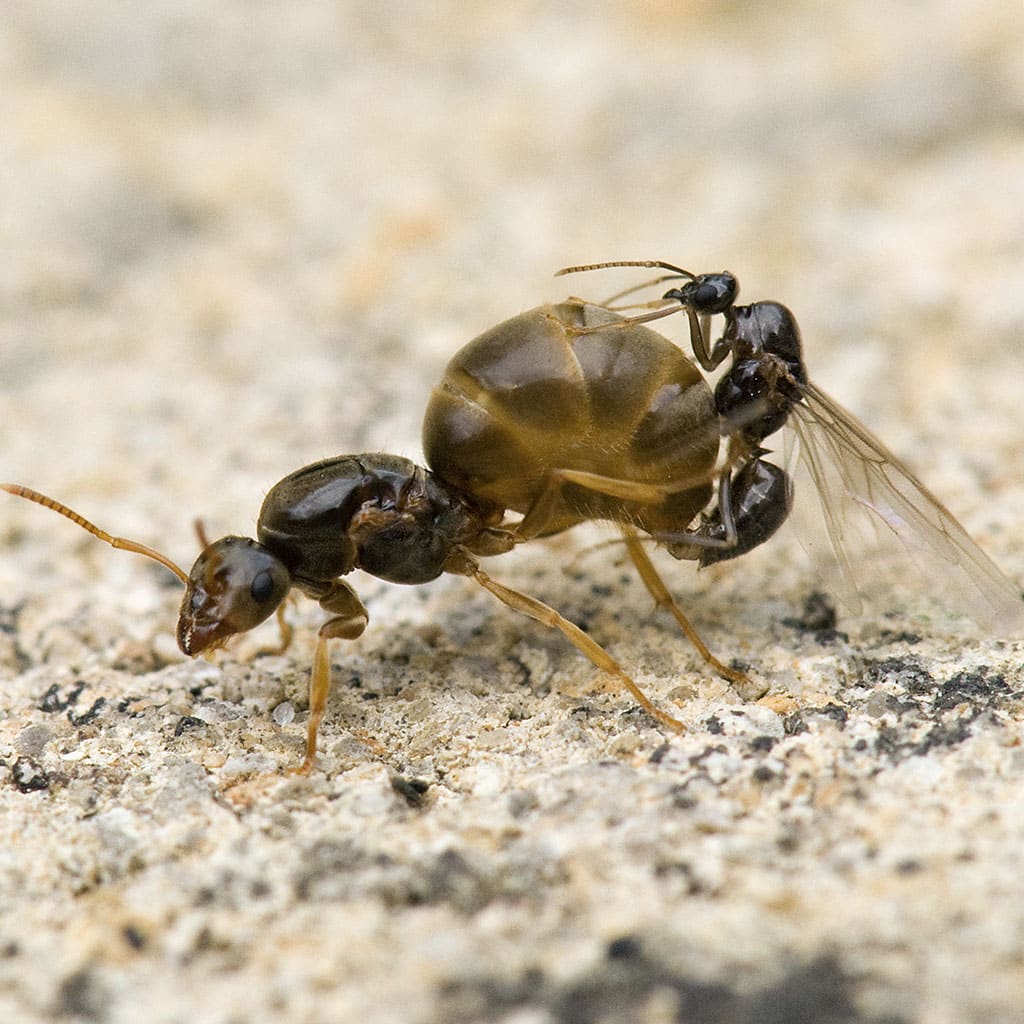 hormigas macho reproduccion