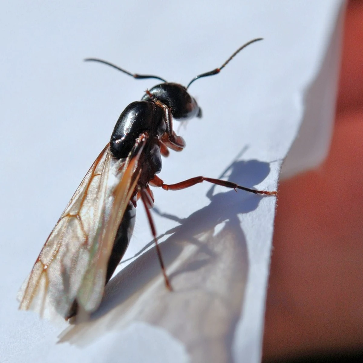 hormigas voladoras