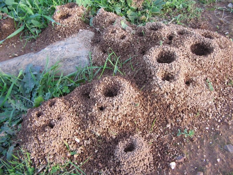 hormigueros de hormigas