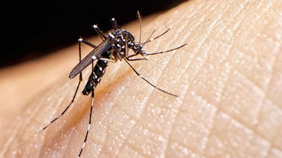 mosquitos-control de plagas