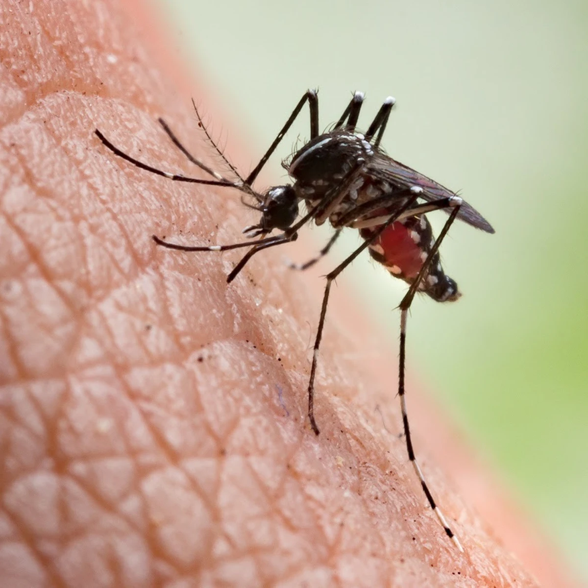 mosquitos picaduras evitar