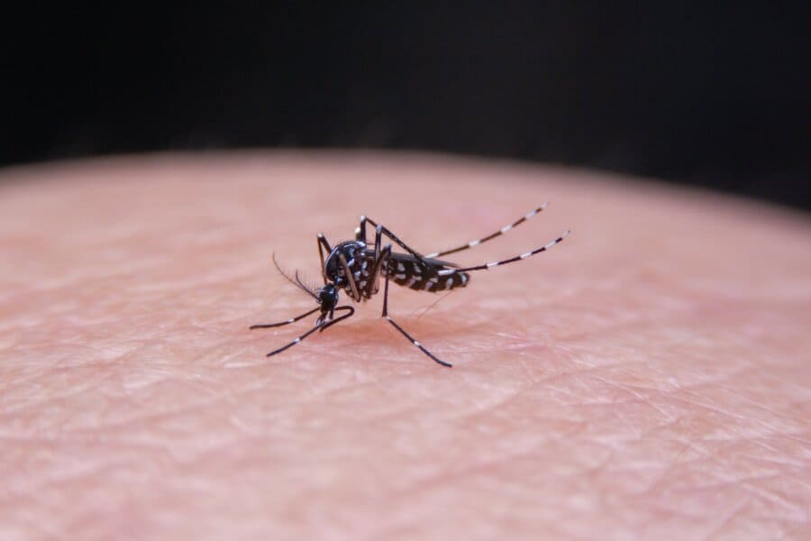 mosquitos tigre picadura
