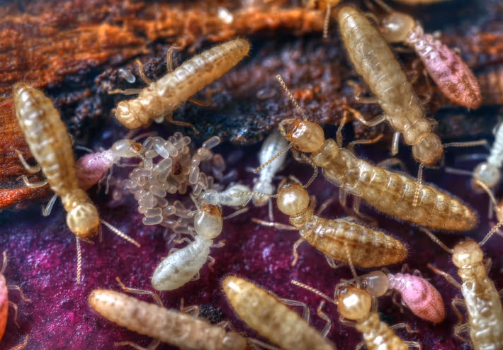 muda termitas quitina