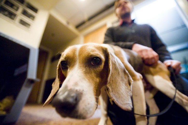 perros detectores de chinches