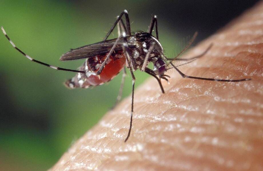 picadura mosquitos