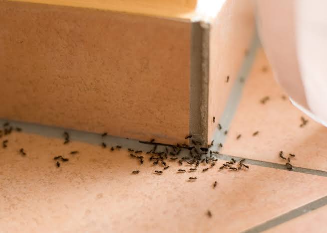 plaga de hormigas en viviendas