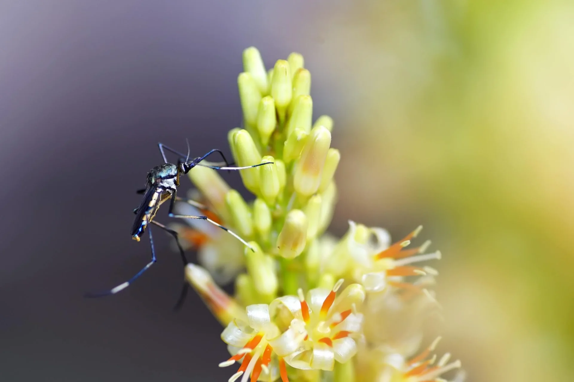 plantas-que-atraen-mosquitos
