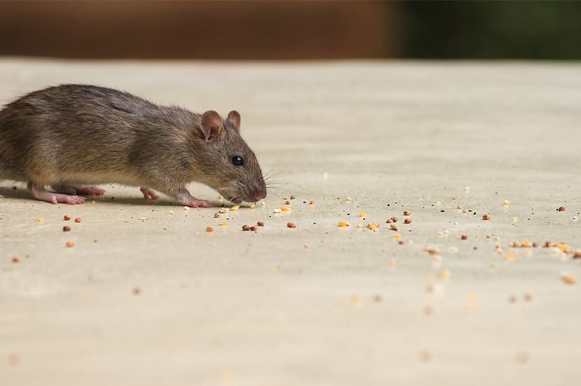 porque aparecen ratas en casa
