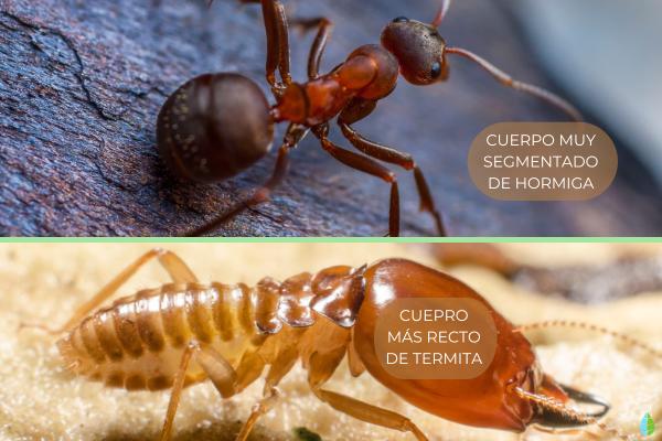 principales diferencias entre termitas y hormigas
