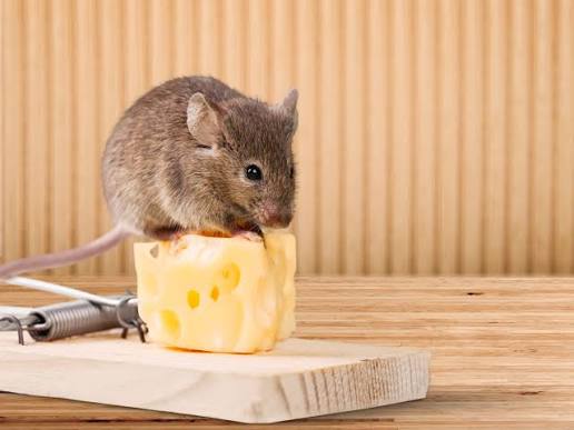 que atrae a las ratas