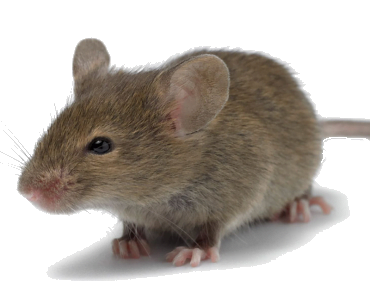 rata animal