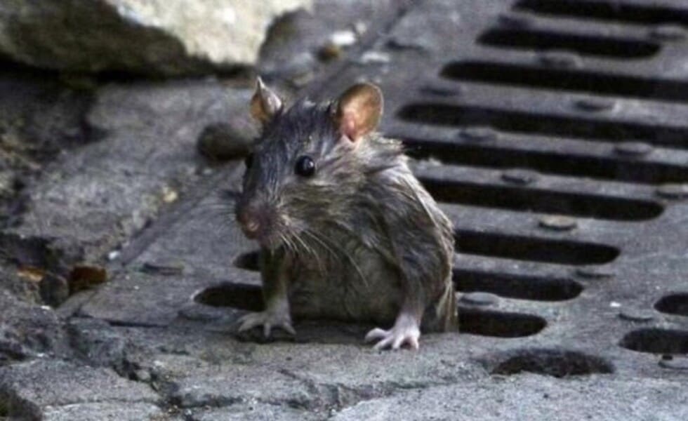 rata de alcantarilla
