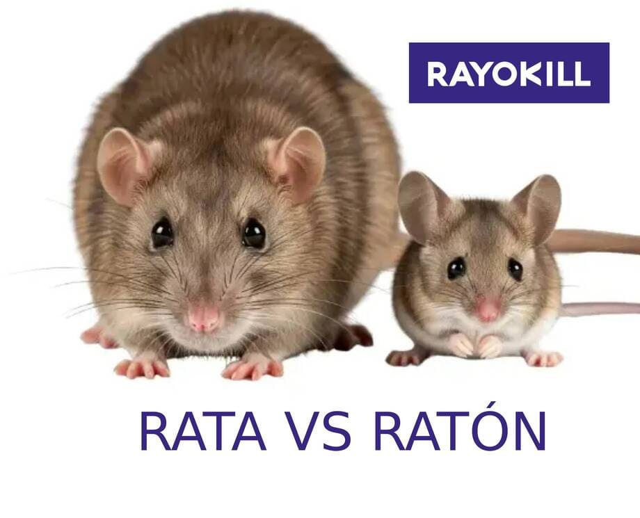 rata vs raton