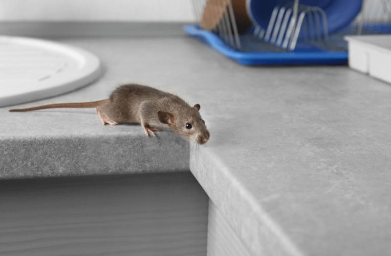 ratas en casa señales