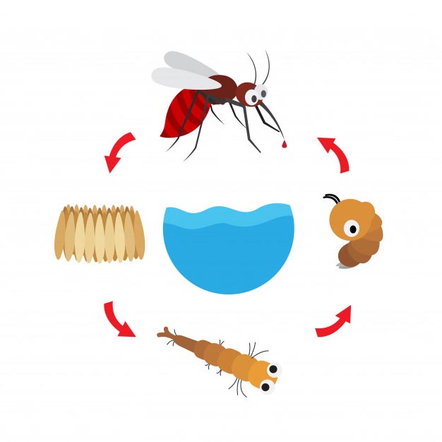 reproduccion mosqutios, como nacen los mosquitos