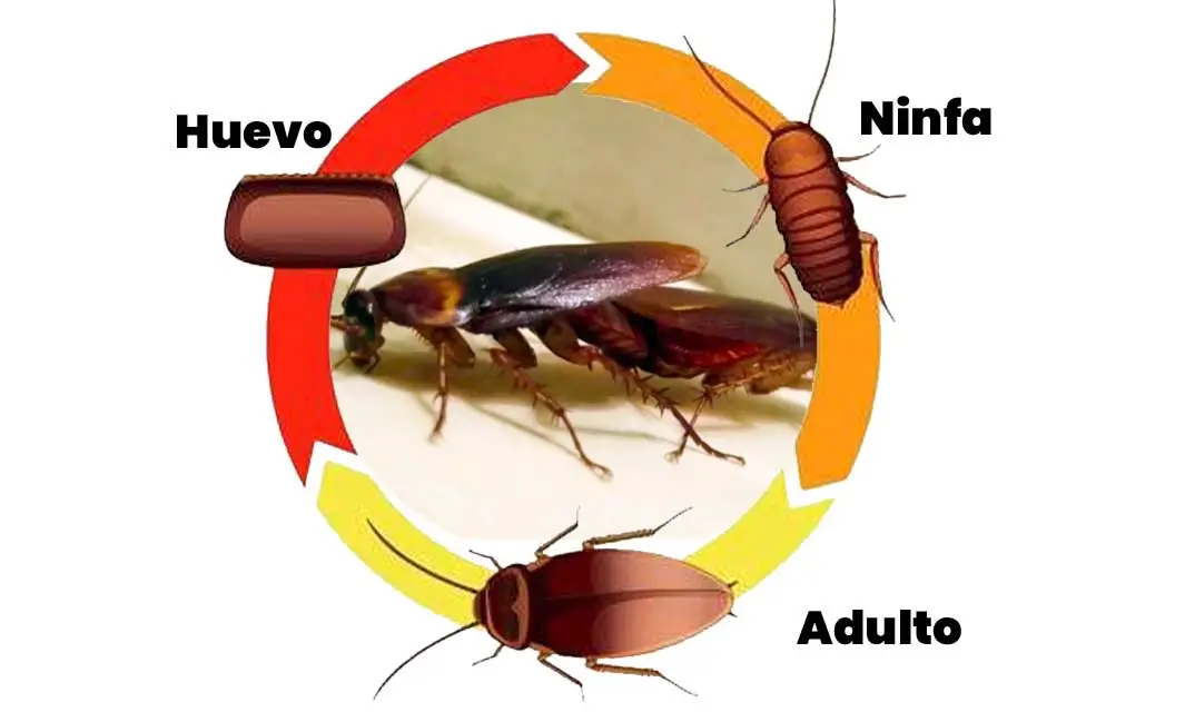reproduccion cucarachas