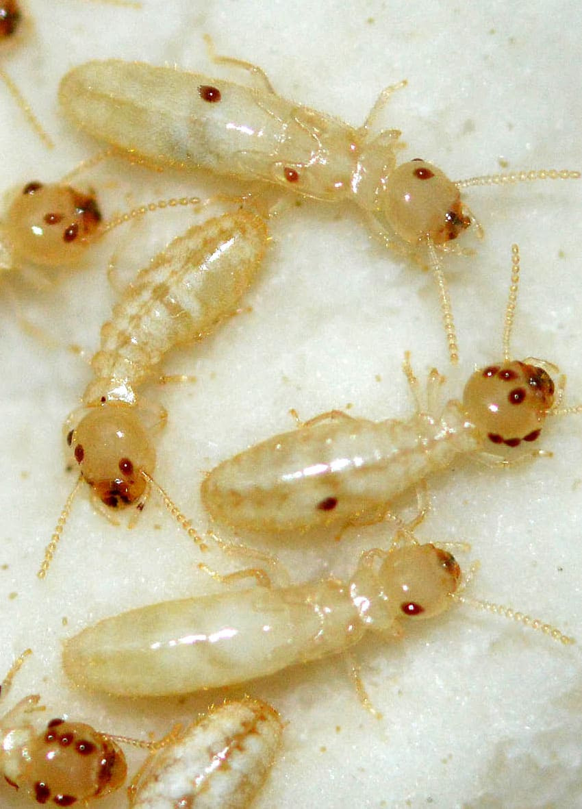 termita neotenica