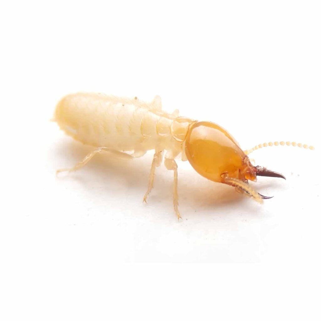 termita obrera